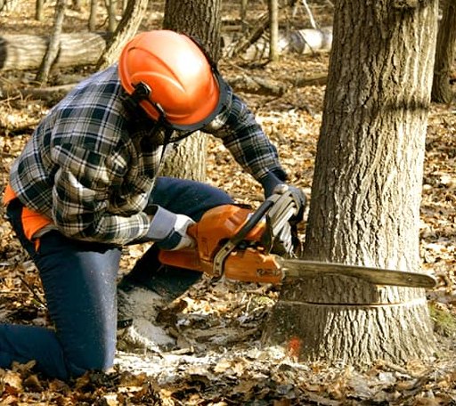 Tree Removal in Franklin, IN